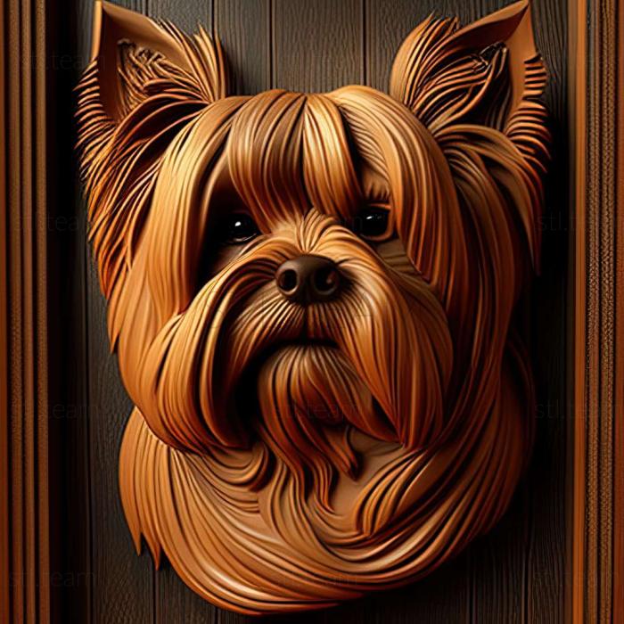 Animals Yorkshire Terrier dog